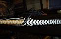 4ft B and W 24 plait Custom Bull just off the handle C